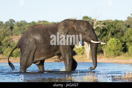 African Bull Elephant Wandern im Chobe River, Botswana Stockfoto