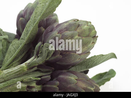 Artischocken, Cynara Scolymus, Gemüse, weißer Hintergrund, Stockfoto