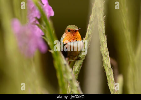 Scintillant Kolibri (Selasphorus Scintilla) Männchen thront Vegetation, Turrialba, Costa Rica, März Stockfoto