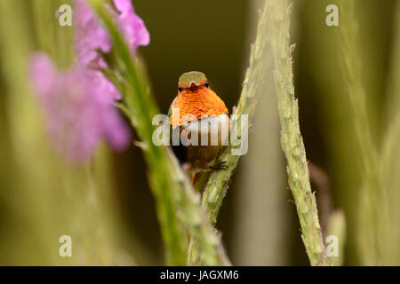 Scintillant Kolibri (Selasphorus Scintilla) Männchen thront Vegetation, Turrialba, Costa Rica, März Stockfoto