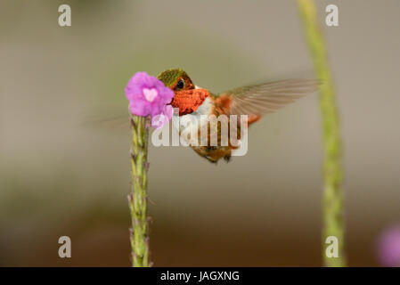 Scintillant Kolibri (Selasphorus Scintilla) Männchen im Flug, Nectaring Blume, Turrialba, Costa Rica, März Stockfoto