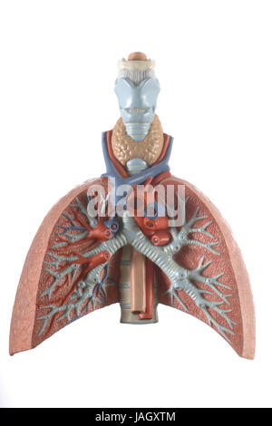 Anatomisches Modell der Lunge, Stockfoto