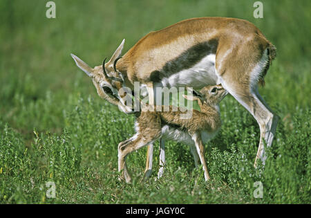 Thomson-Gazelle, Eudorcas Thomsoni, früher Gazella Thomsoni, Mutter Tier, Jungtier, wieder geboren, saugen, Masai Mara Park, Kenia, Stockfoto