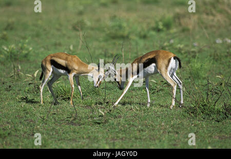 Thomson-Gazelle, Eudorcas Thomsoni, früher Gazella Thomsoni, kleine Männer, Kampf, Masai Mara Park, Kenia, Stockfoto