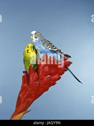 Wellensittich Melopsittacus Undulatus Ausgewachsene Tiere