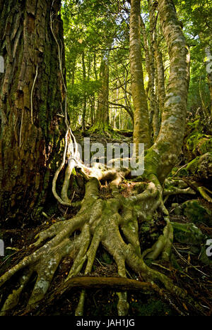 Australien, Tasmanien, Rundweg, Dove Lake, Cradle Mountain Nationalpark, Regenwald, Stockfoto