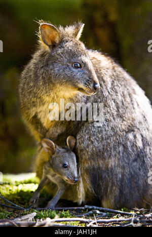 Australien, Tasmanien, Rundweg, Cradle Mountain Nationalpark, ihn, jüngere Generation, Stockfoto