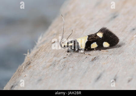 Birken-Faulholzmotte, Birkenfaulholzmotte, Faulholzmotte, Eratophyes Amasiella, Eratophyes Aleatrix, Faulholzmotten, Oecophoridae Stockfoto