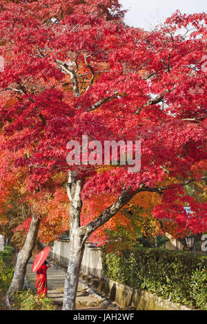 Japan, Kyoto, Arashiyama, Bäume, Ahorn, Herbst, Stockfoto