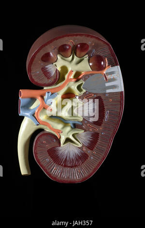 Anatomisches Modell einer Niere, Stockfoto