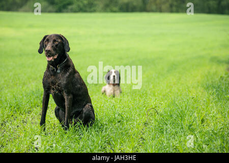 Zwei Jagdhunde auf der grünen Wiese Stockfoto