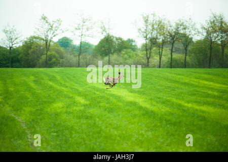 Reh läuft über ein Feld in der Tageszeit Stockfoto