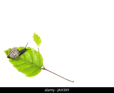 Schnecke auf Blatt isoliert auf weiss Stockfoto