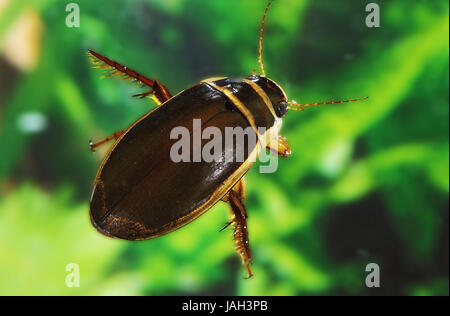 Gelber Rand Käfer oder gemeinsame gelbem Rand, Gelbrandkäfer Marginalis, erwachsenes Tier, Stockfoto