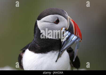 Papagei, Schnabel, Taucher, Fische, Porträt auf der Seite Vogels Art Vogel Papagei Taucher Papagei Taucher Futter Alken Olefin Vögel, Tiere, Norwegen, Skandinavien, Stockfoto