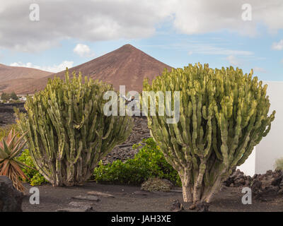 Zeigen Sie mit Kakteen aus dem Haus-Museum von Cesar Manrique in Tahiche auf Insel von Lanzarote, Spanien an Stockfoto