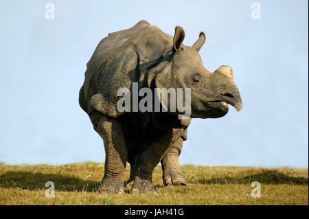 Gepanzerte Nashorn, indischen gepanzerten Nashorn oder Panzernashorn, Rhinoceros Unicornis, erwachsenes Tier, Stockfoto