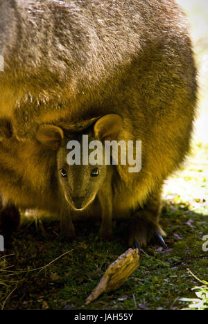 Australien, Tasmanien, Rundweg, Cradle Mountain Nationalpark, ihn, jüngere Generation, Stockfoto