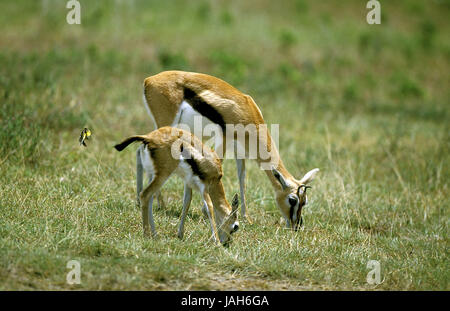 Thomson-Gazelle, Eudorcas Thomsoni, früher Gazella Thomsoni, Mutter Tier, Jungtier, Masai Mara Park, Kenia, Stockfoto