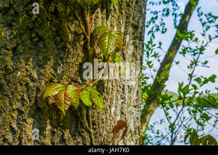 Giftefeu wächst auf einem Baum in Connecticut Stockfoto