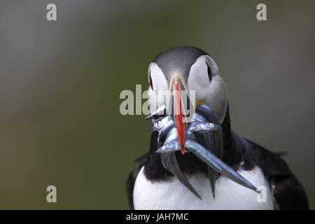 Papagei, Taucher, Schnabel, Fisch, Porträt, Vogels Art, Vogel, Papagei Taucher, Papagei Taucher, Futter, Alken, Olefin Vögel, Tiere, Norwegen, Skandinavien, Stockfoto