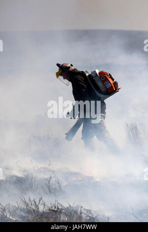 Heather Brennen auf Grouse Moor in den Yorkshire Dales, UK. Stockfoto