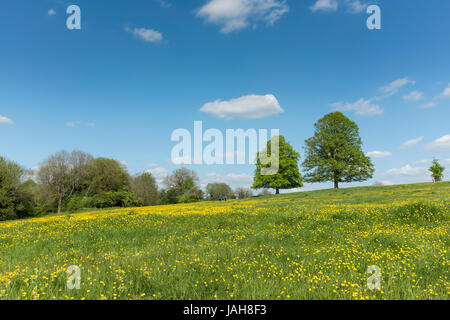 Gelbe Butterblumen auf Minchinhampton Common, Gloucestershire, UK Stockfoto