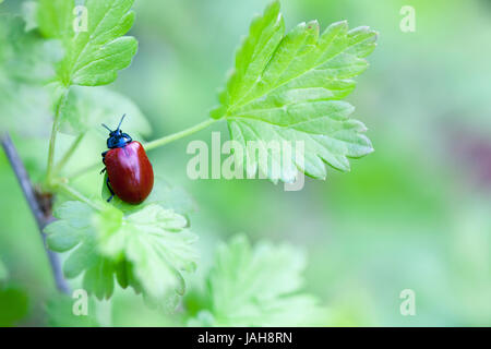 Crysomela Populi Bug auf grünes Blatt Stockfoto