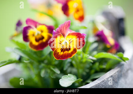 Stiefmütterchen mit violetten und gelben Farbtönen Stockfoto