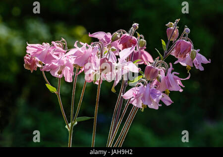 AKELEI Blumen, auch bekannt als COLUMBINE oder Omas BONNET IN A GARDEN England UK Stockfoto