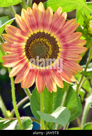 Rote Sonnenblume Shooting im Garten Stockfoto