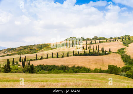 kurvenreiche Straße, flankiert von Zypressen unter einem bewölkten Sommerhimmel in Kreta Senesi nahe Siena in der Toskana, Italien Stockfoto