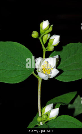 Mock-Orange (Philadelphus Coronarius) Stockfoto