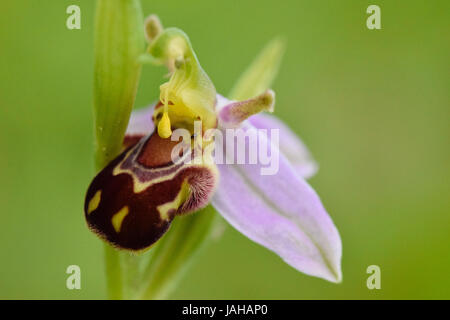 Ophrys Apifera - Biene Orchidee blüht im Sommer Stockfoto