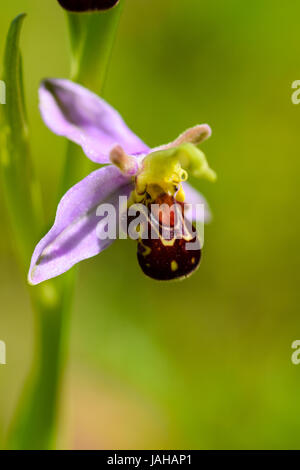 Biene Orchidee Blumen blühen auf einer Wiese im Frühsommer, Hertfordshire Stockfoto