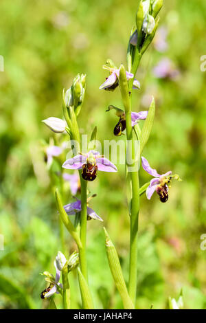 Biene Orchidee Blumen blühen auf einer Wiese im Frühsommer, Hertfordshire Stockfoto
