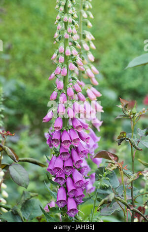 Digitalis Purpurea. Fingerhut im Rousham Haus Garten. Oxfordshire, England Stockfoto