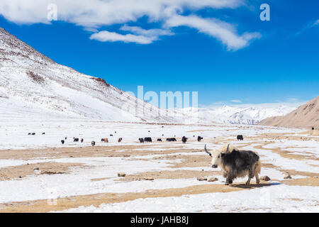 Eine riesige Herde Yaks Weiden auf den Pologongka-Pass in der Changthang-Region Ladakh. Der Vordergrund ist geprägt durch einen einzigen männlichen Yak mit weiß und Stockfoto