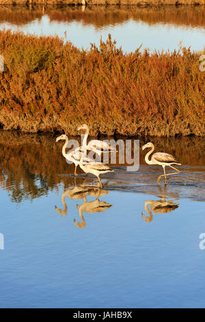 Flamingos (Phoenicopterus Roseus) in den Sümpfen des Naturschutzgebietes Sado-Mündung. Portugal Stockfoto