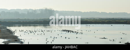 Uferschnepfen (Limosa Limosa) und Flamingos in den Salinen des Naturschutzgebietes Sado-Mündung. Portugal Stockfoto