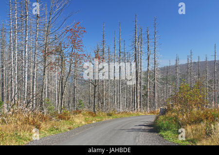 Waldsterben Durch Borkenkäferbefall bin Hochwald des Dreisesselberges eine der Grenze Zur Tschechischen Republik, Bayerischer Wald / Nationalpark Sumava, Deutschland / Sandsteinschlucht Stockfoto
