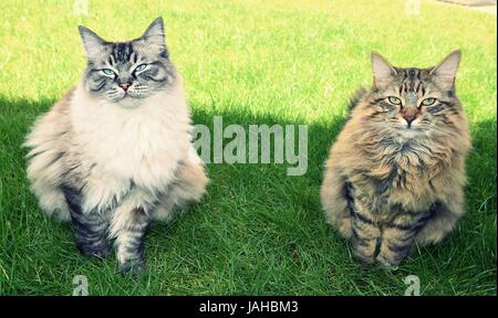 Zwei langhaarige Katzen sitzen im Schatten vor der Sonne Stockfoto