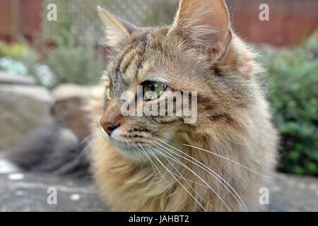 Langhaarige Tabbykatze Outdoor Portrait Stockfoto