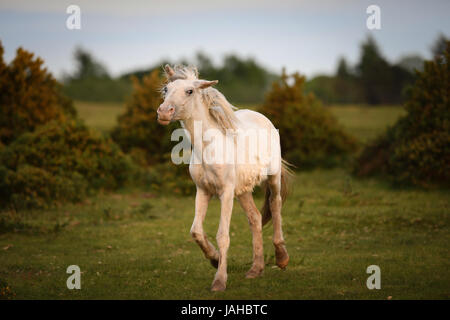 Wilde New Forest Ponys galoppieren durch Ginster-Büsche Stockfoto