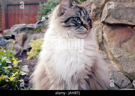 Ragdoll Katze sitzt im freien Stockfoto