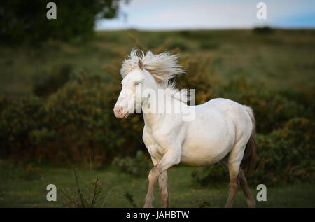 Wilde New Forest Ponys galoppieren durch Ginster-Büsche Stockfoto