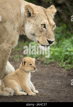 Erwachsene Löwin schützt ihr 5 Wochen altes Junge, Serengeti Nationalpark, Tansania Stockfoto