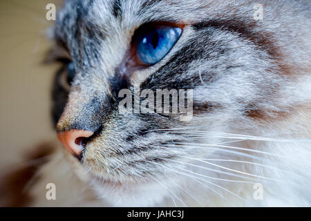 Ragdoll (Seal Lynx Tabby) rein gezüchtete Rassekatze, Seite Kopf hautnah. Stockfoto