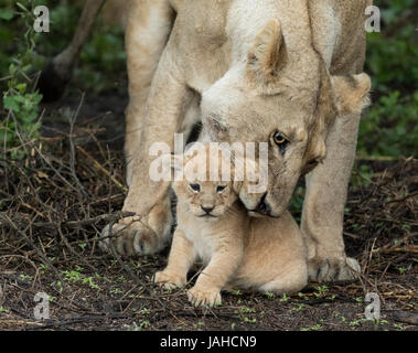 Erwachsenen Löwin hob ihr kleine 5 Wochen altes junges, Serengeti Nationalpark, Tansania Stockfoto