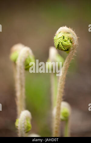 Farn Wedel uncurling. Farnspitzen in der Frühjahrssaison unfurling. Isoliert auf einem unscharfen Hintergrund. Stockfoto